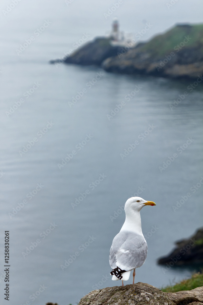 Single seagull in profile with Irish Sea and lighthouse in background Single seagull in profile with Irish Sea and lighthouse in background