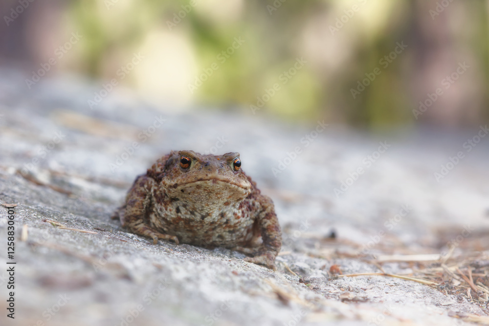 Fototapeta premium Common toad on the forest floor during autumn