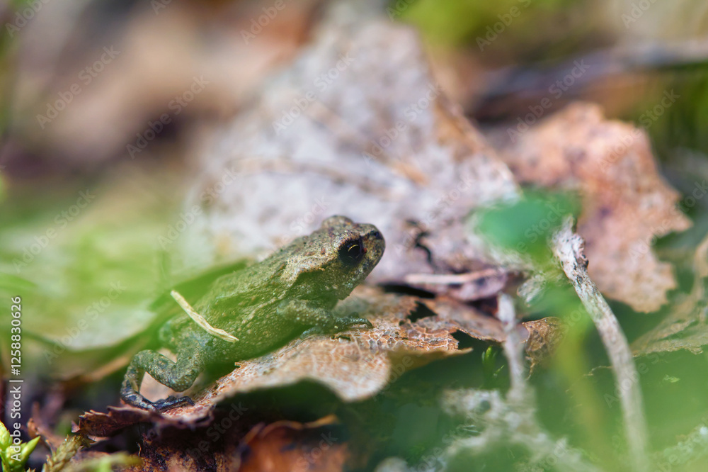 Naklejka premium Common toad on the forest floor during autumn