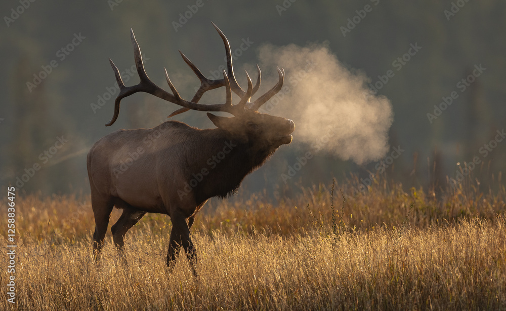 Fototapeta premium Bull elk during the rut in the Canadian Rockies