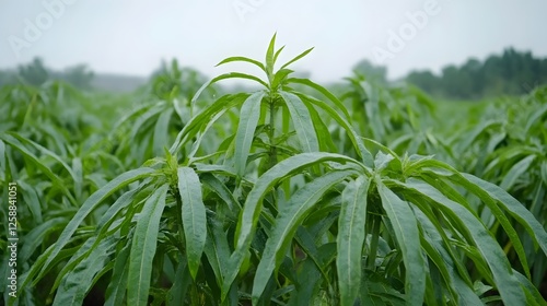 Lush Green Kenaf Plants Field After Rain