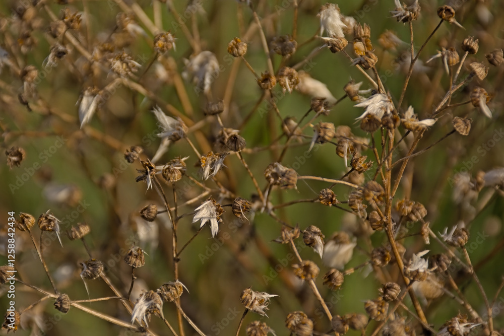 Seeds of common ragwort - jacobea vulgaris Seeds of common ragwort - jacobea vulgaris