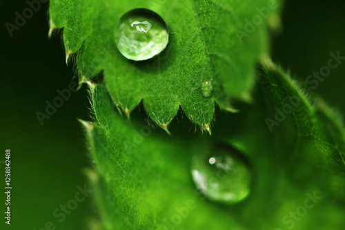 Green leaves in springtime with droplets of morning dew and waving hand reflection in droplet
