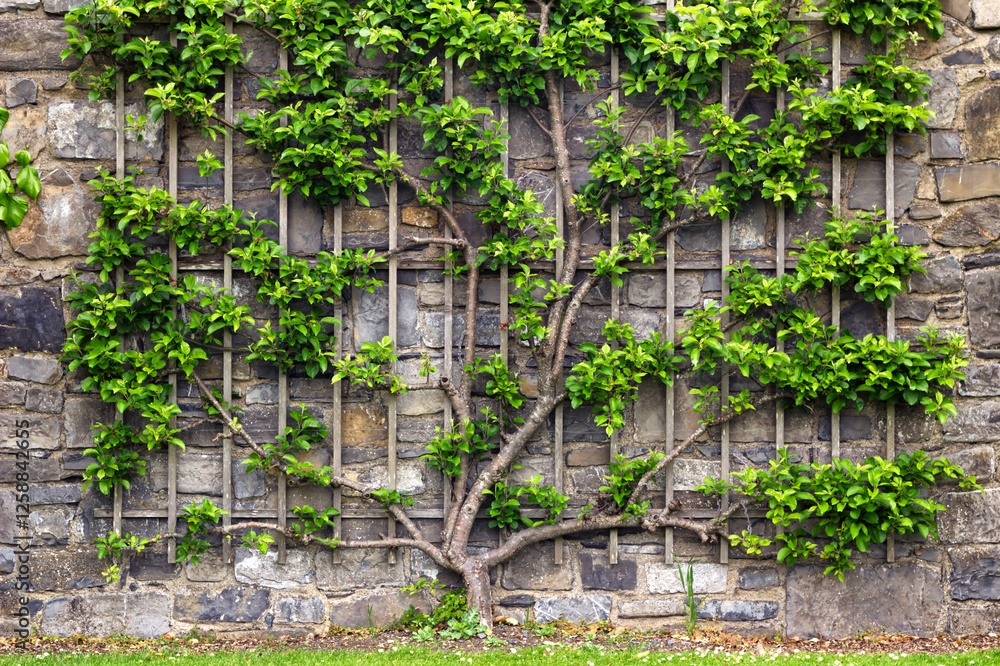 Climbing plant growing on wooded frame attached to an old stone wall in a park Climbing plant growing on wooded frame attached to an old stone wall in a park