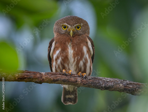 Εκτύπωση καμβά A pygmy owl in Costa Rica