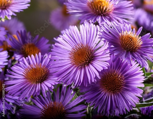 aster amellus flowers aster with dark purple blossoms photo