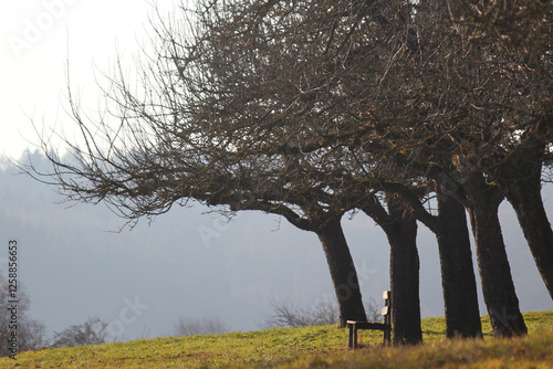 Empty wooden bench underneath a line of old apple trees