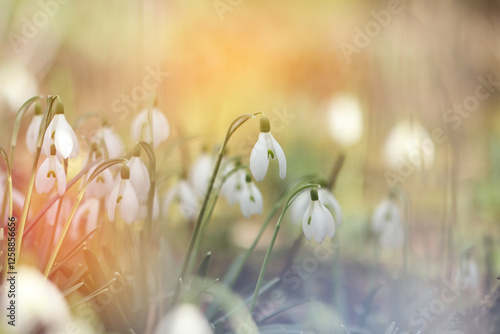 Several beautiful spring flowers in the garden