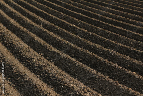 Parallel rows of a freshly tilled field during springtime