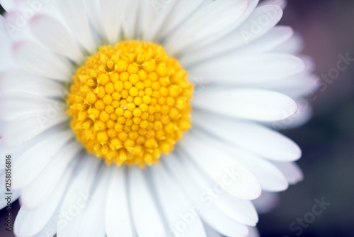 daisies in the garden