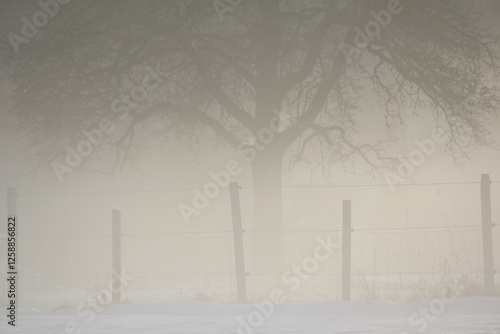 Foggy winterly landscape in a enclosed orchard