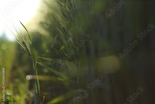 Grainfield in the morning with a free-standing head of grain