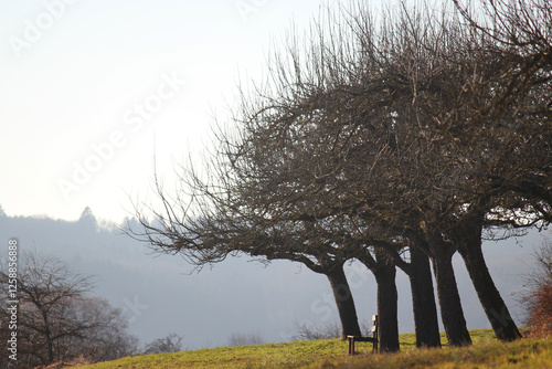 Little wooden bench underneath old apple trees