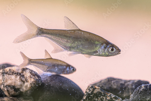 Fototapeta Bleak or Common Bleak Freshwater Fish