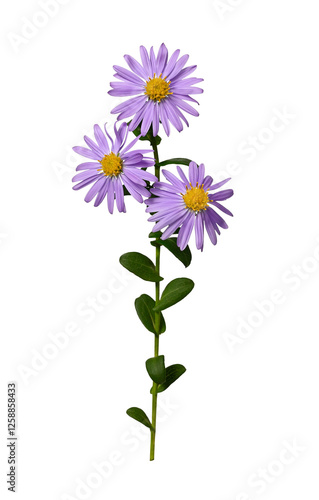 Lilac flower of European Michaelmas daisy (Aster amellus) isolated on a white background. Bright flower on a stem with dark green leaves. Design element for creating collages, cards, invitations.
