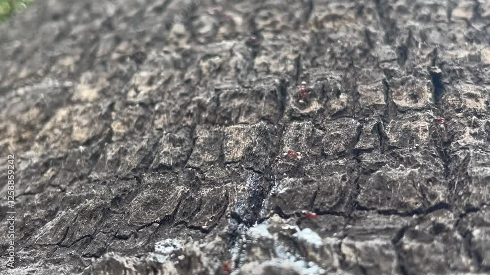 Close-up Exploration of Tree Bark Revealing Intricate Textures and Small Insects at Local Park Close-up Exploration of Tree Bark Revealing Intricate Textures and Small Insects at Local Park