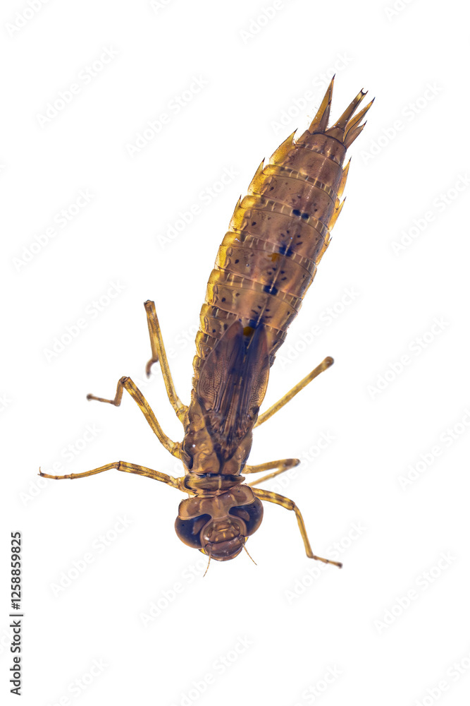 Larvae of Emperor dragonfly Larvae of Emperor dragonfly