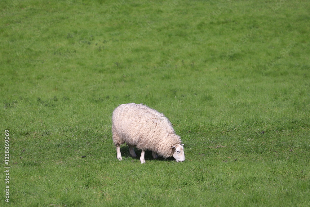 A lone sheep peacefully grazing in lush green grass in a field. England, UK A lone sheep peacefully grazing in lush green grass in a field. England, UK