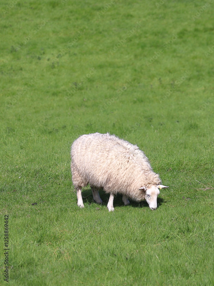 A lone sheep peacefully grazing in lush green grass in a field. England, UK A lone sheep peacefully grazing in lush green grass in a field. England, UK