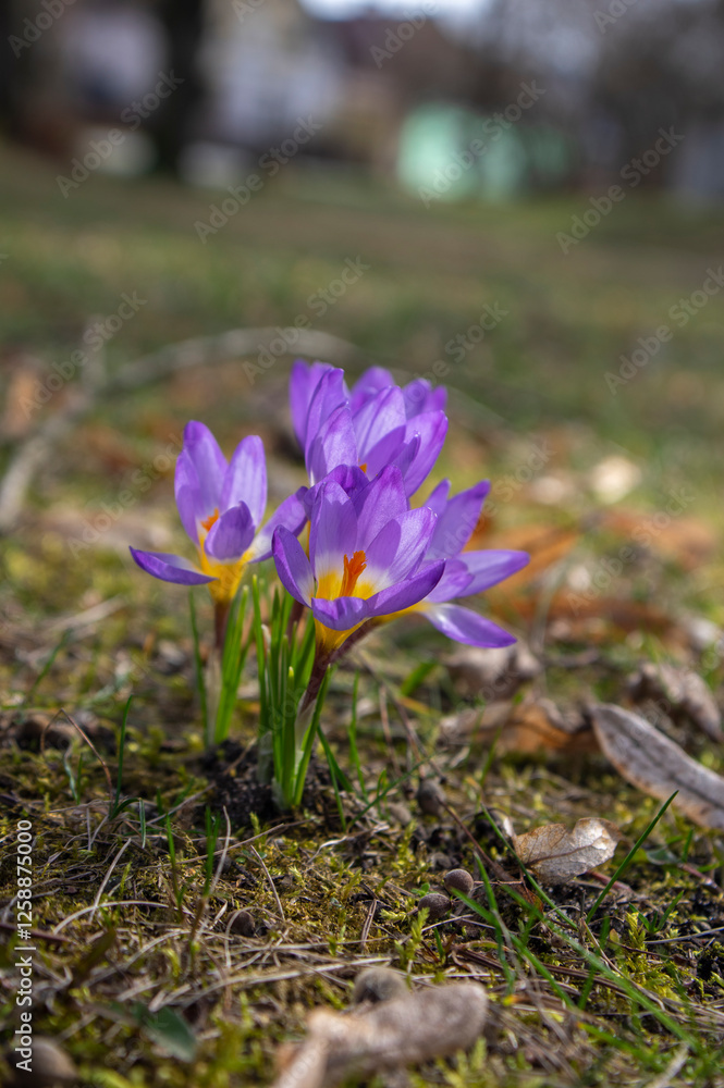 Field of flowering crocus vernus sieberi tricolor plants, group of bright colorful purple yellow early spring flowers in bloom