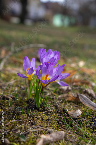 Obraz na płótnie Field of flowering crocus vernus sieberi tricolor plants, group of bright colorful purple yellow early spring flowers in bloom w salonie