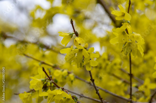 Forsythia intermedia yellow flowering plant, ornamental flowers in bloom, beautiful springtime shrub full of flowers