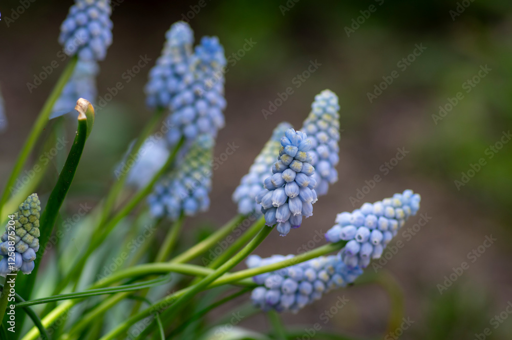 Muscari armeniacum Valerie Finnis ornamental springtime flowers in bloom, Armenian grape hyacinth light blue flowering plants