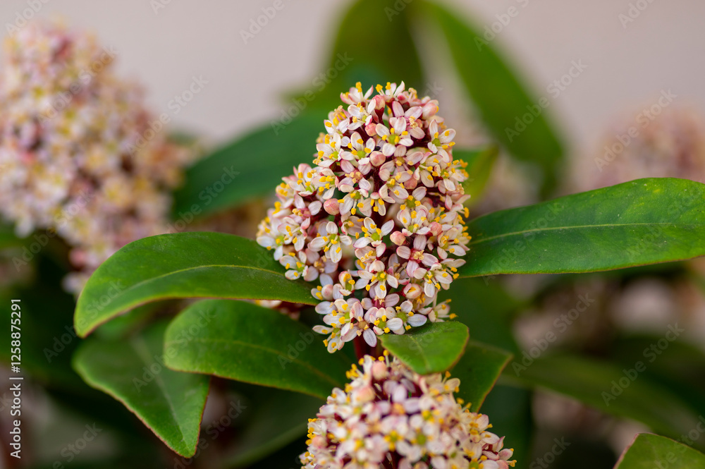 Skimmia japonica rubella japanese flowers in bloom, beautiful ornamental early spring ping white flowering shrub with buds