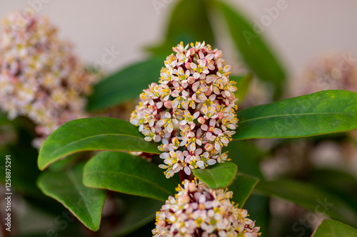 Skimmia japonica rubella japanese flowers in bloom, beautiful ornamental early spring ping white flowering shrub with buds