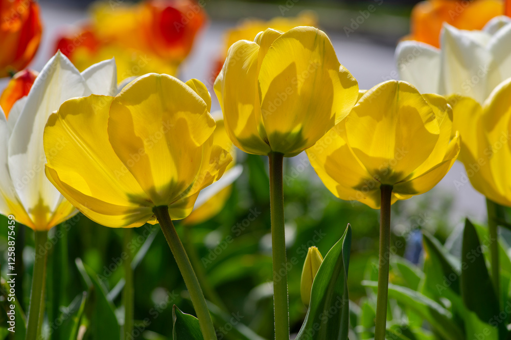 Bright red and yellow color country Darwin tulips in bloom, bouquet of springtime flowering plants in the ornamental garden