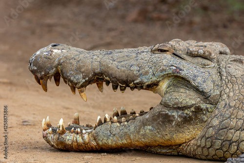 Braam Collins - Copyright