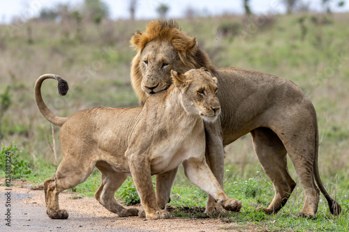 Wallpaper Mural Braam Collins - Copyright Torontodigital.ca