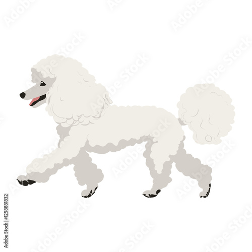 White Poodle dog poodle art illustration vector