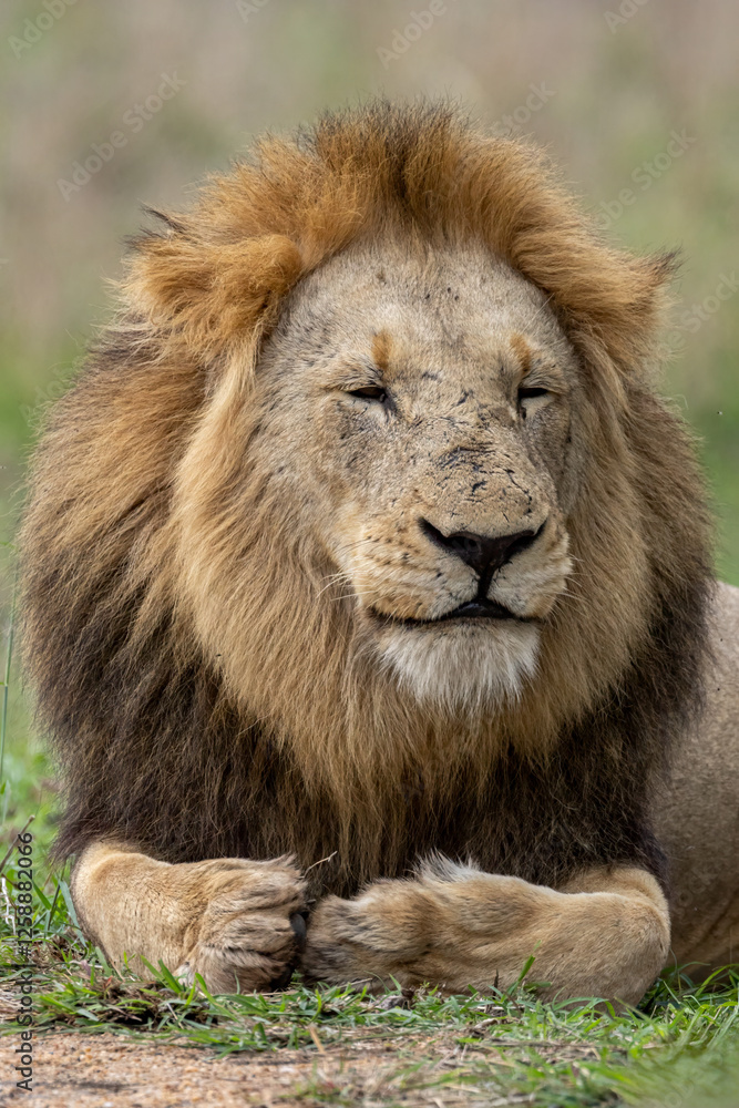 Obraz premium Braam Collins - Copyright