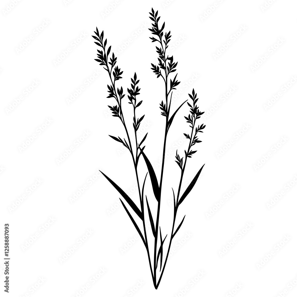 Naklejka premium Wild flower Horseweed illustration minimalist design vector