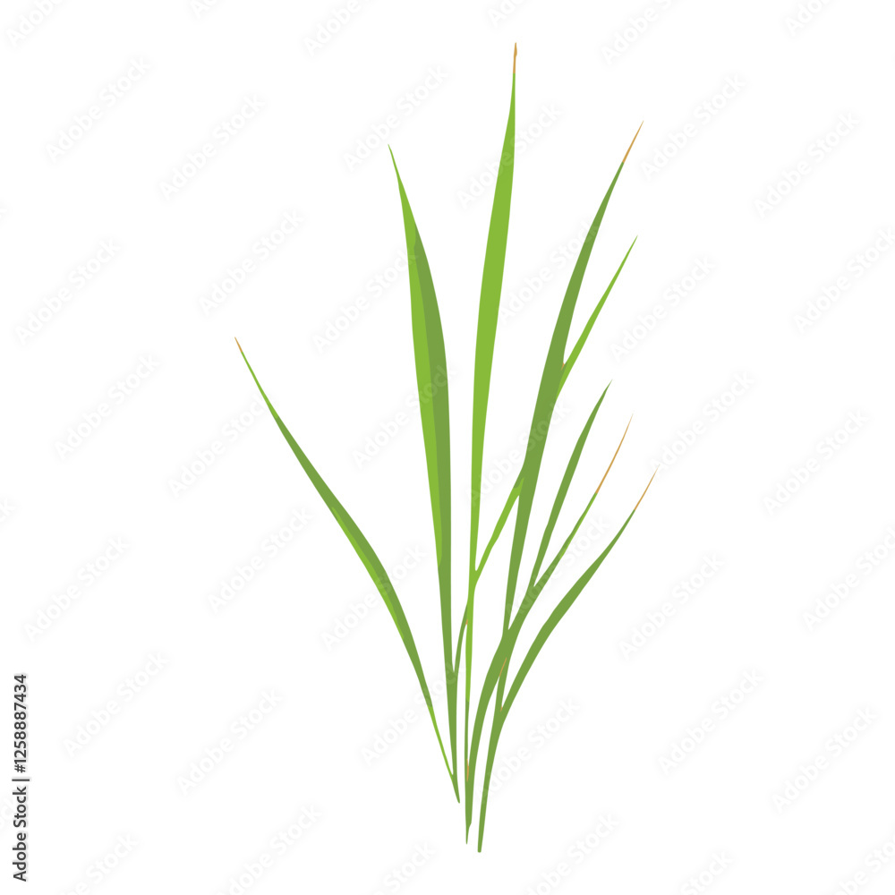 Flat vector of wild grass leaf illustration plant vector Flat vector of wild grass leaf illustration plant vector