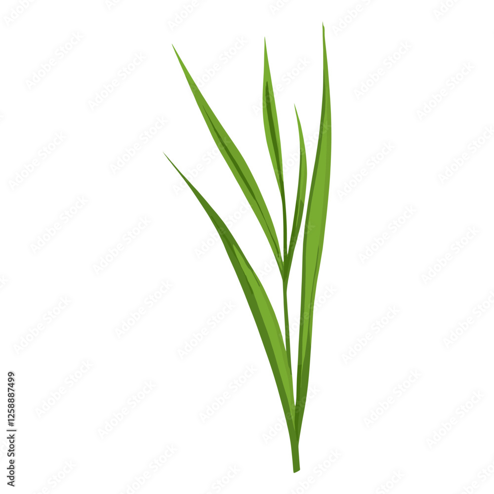 Flat vector of wild grass leaf illustration plant vector Flat vector of wild grass leaf illustration plant vector