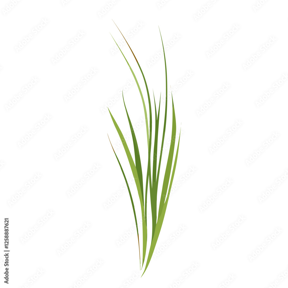 Flat vector of wild grass leaf illustration plant vector Flat vector of wild grass leaf illustration plant vector