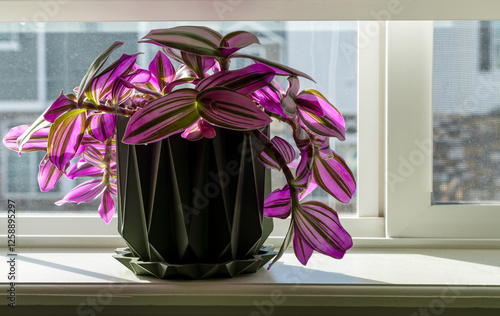 Tradescantia Nanouk (wandering jew) houseplant on the window.  Close-up, selective focus photo