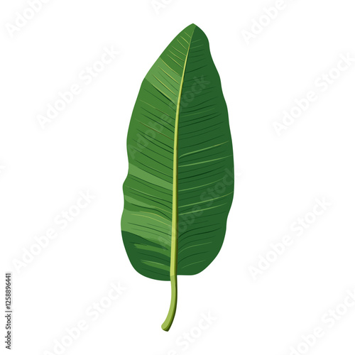Green oblong leaf illustration botanical tropical vector