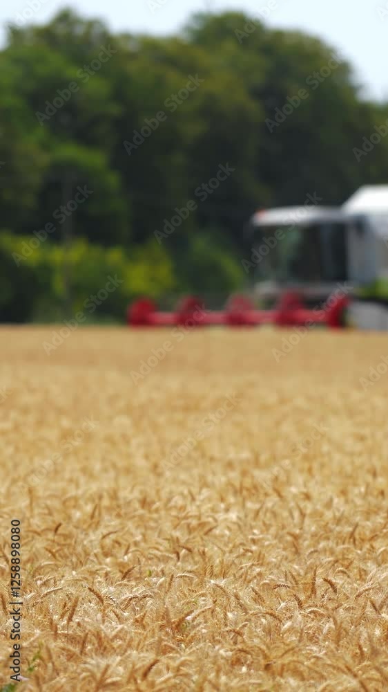 Grain harvester combine work in field. Work of combine harvester on wheat field Grain harvester combine work in field. Work of combine harvester on wheat field