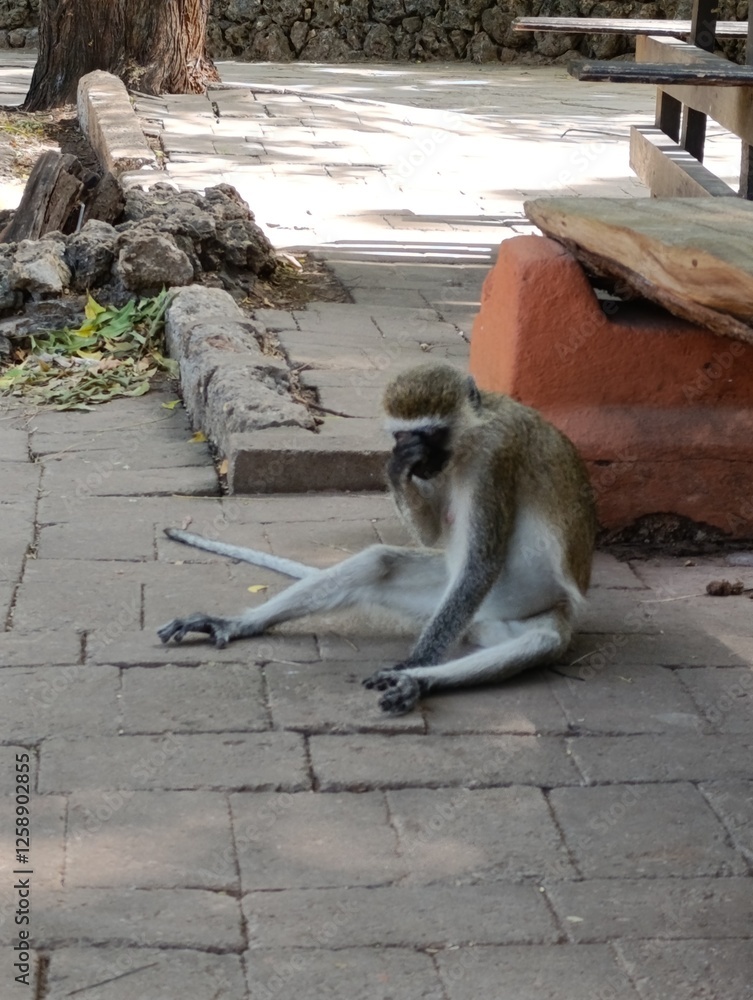 Obraz premium Curious Vervet Monkey in the Wild – Playful Primate of Africa