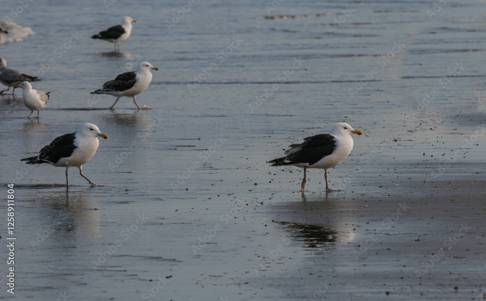 mouettes au bord de l'océan sur une plage de sable mouettes au bord de l'océan sur une plage de sable