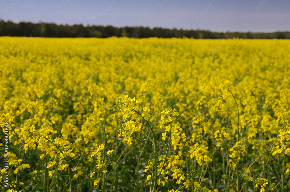 rapeseed with bright yellow flowers, forest strip at the horizon rapeseed with bright yellow flowers, forest strip at the horizon