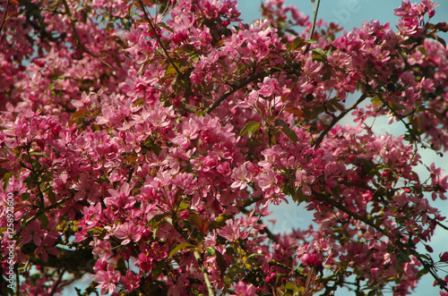 Blooming Crabapple Tree – Spring Pink Blossom, a flowering ornamental apple tree (Malus purpurea), apple, Niedzwetzkogo or the purple, pink or purple flowers and reddish tinge to their leaves. photo