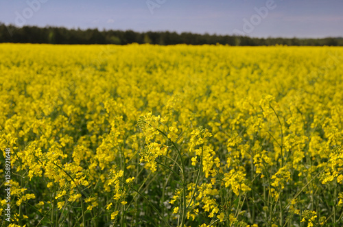 rapeseed with bright yellow flowers, forest strip at the horizon