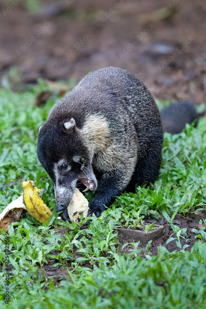 Fototapeta premium The white-nosed coati, Nasua narica, also as the coatimundi, mouth and teeth