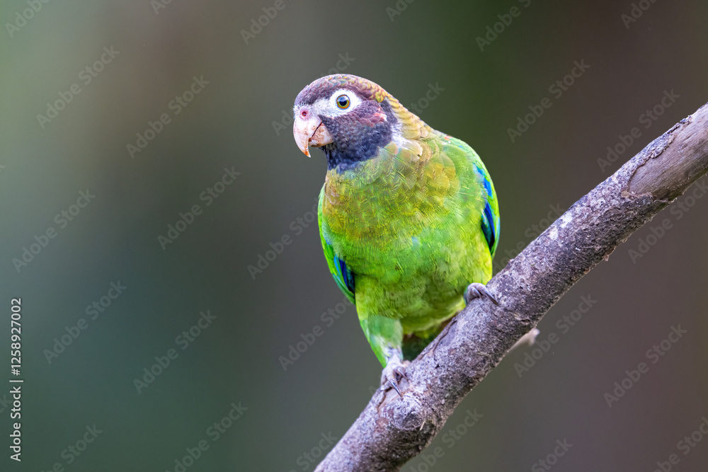 The brown-hooded parrot, Pyrilia haematotis, subfamily Arinae The brown-hooded parrot, Pyrilia haematotis, subfamily Arinae