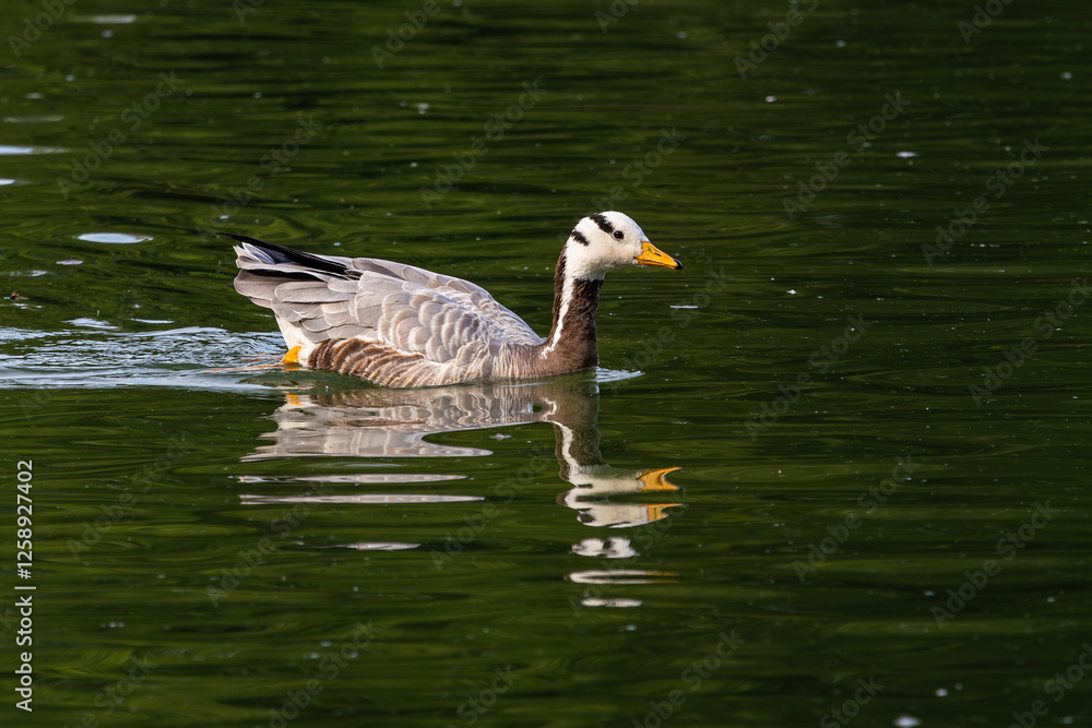 Fototapeta premium The bar-headed goose, Anser indicus seen in English Garden in Munich