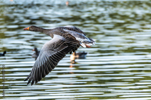 The flying greylag goose, Anser anser is a species of large goose photo